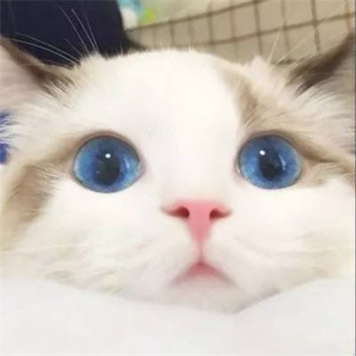 可爱到爆的猫咪微信头像 充满高级感的可爱治愈猫咪头像图片