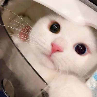 可爱到爆的猫咪微信头像 充满高级感的可爱治愈猫咪头像图片
