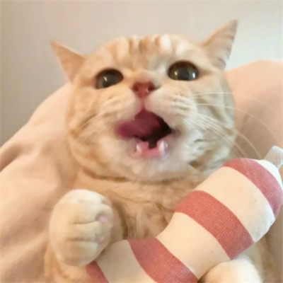 可爱到爆的猫咪微信头像 充满高级感的可爱治愈猫咪头像图片