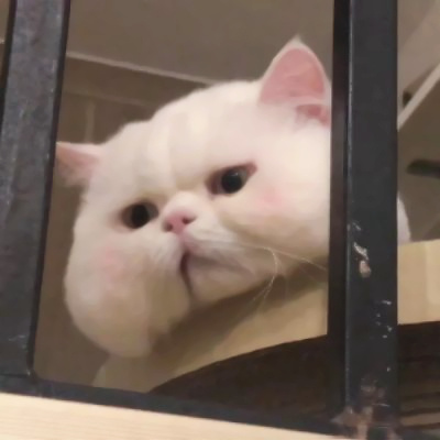 可爱到爆的猫咪微信头像 充满高级感的可爱治愈猫咪头像图片