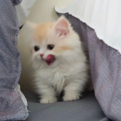 可爱到爆的猫咪微信头像 充满高级感的可爱治愈猫咪头像图片