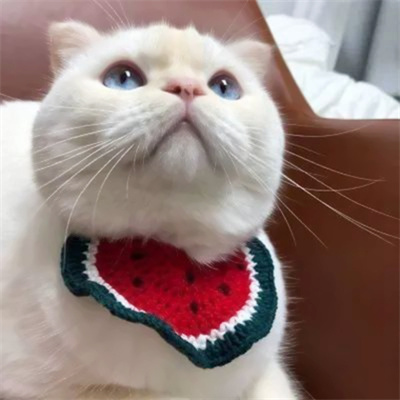 可爱到爆的猫咪微信头像 充满高级感的可爱治愈猫咪头像图片