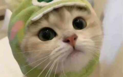高清一对可爱小众的小动物情头 2023猫狗宠物情侣头像图片合集