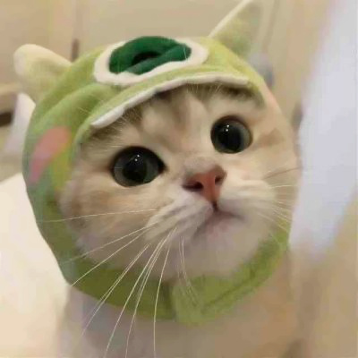 高清一对可爱小众的小动物情头 2023猫狗宠物情侣头像图片合集