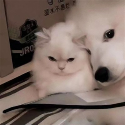 高清一对可爱小众的小动物情头 2023猫狗宠物情侣头像图片合集