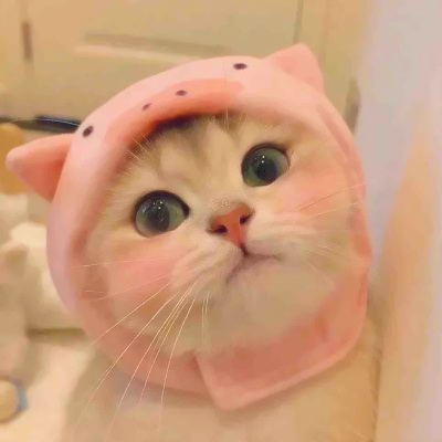 高清一对可爱小众的小动物情头 2023猫狗宠物情侣头像图片合集