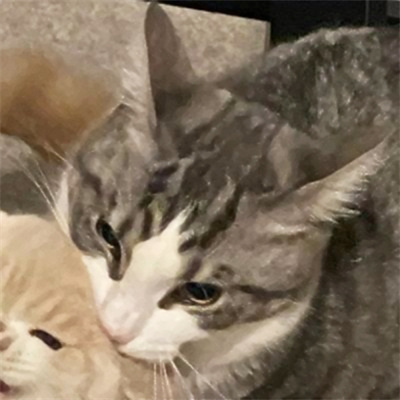 高清一对可爱小众的小动物情头 2023猫狗宠物情侣头像图片合集