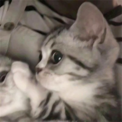 高清一对可爱小众的小动物情头 2023猫狗宠物情侣头像图片合集