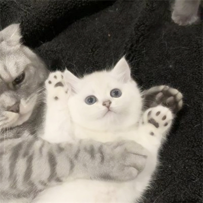 高清一对可爱小众的小动物情头 2023猫狗宠物情侣头像图片合集
