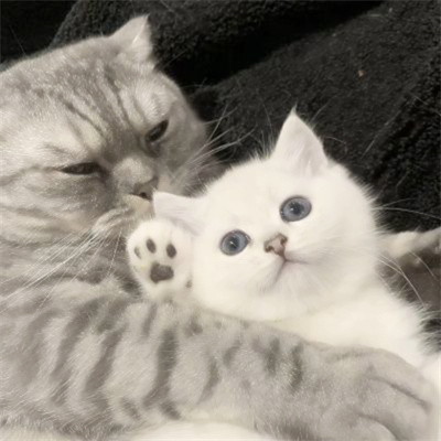 高清一对可爱小众的小动物情头 2023猫狗宠物情侣头像图片合集