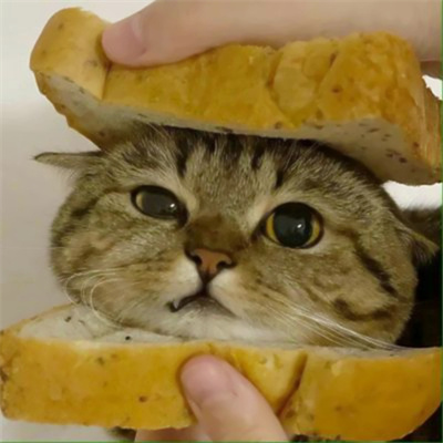 高清一对可爱小众的小动物情头 2023猫狗宠物情侣头像图片合集
