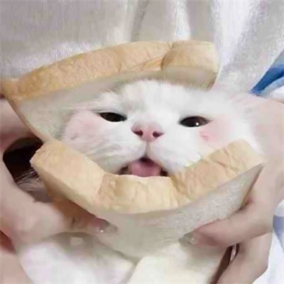 高清一对可爱小众的小动物情头 2023猫狗宠物情侣头像图片合集
