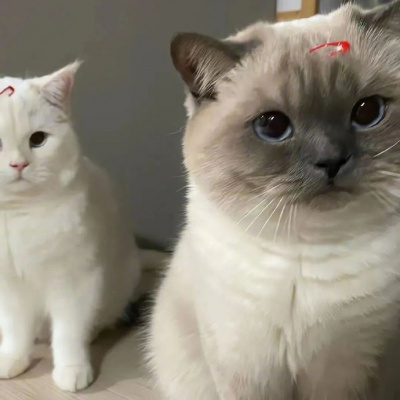 高清一对可爱小众的小动物情头 2023猫狗宠物情侣头像图片合集