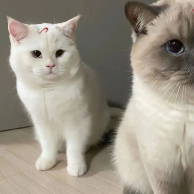 高清一对可爱小众的小动物情头 2023猫狗宠物情侣头像图片合集