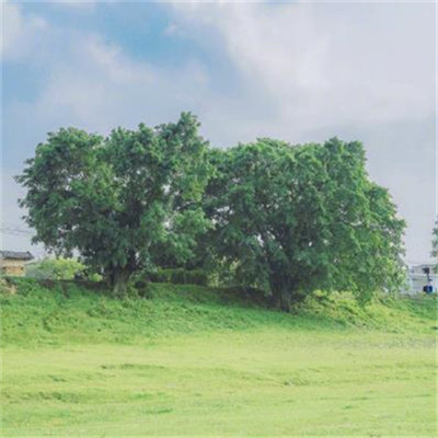 精致好看的微信背景图头像合集 精选很治愈心灵的大自然风景图片
