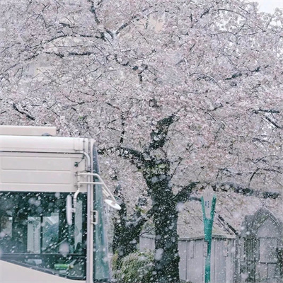 超有意境爆火下雪风景头像图片 抖音冬天下雪ins背景图片素材头像