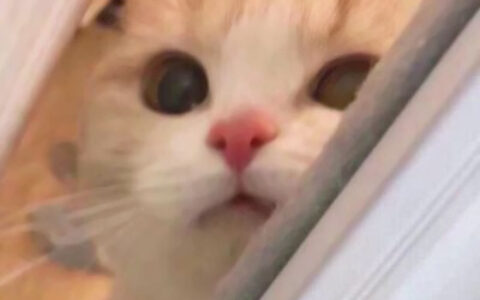 精选适合微信头像的猫咪图片 2023可爱治愈的高清猫咪头像图片