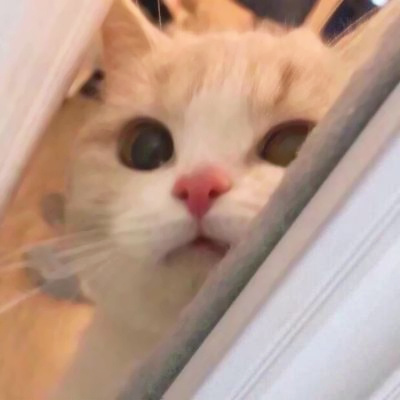 精选适合微信头像的猫咪图片 2023可爱治愈的高清猫咪头像图片