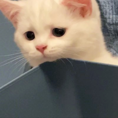 精选适合微信头像的猫咪图片 2023可爱治愈的高清猫咪头像图片