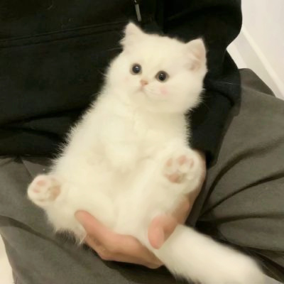 精选适合微信头像的猫咪图片 2023可爱治愈的高清猫咪头像图片