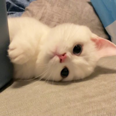 精选适合微信头像的猫咪图片 2023可爱治愈的高清猫咪头像图片