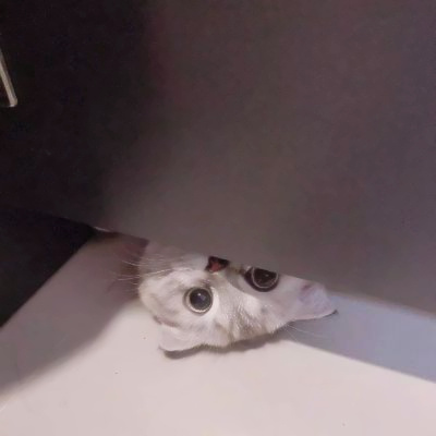 精选适合微信头像的猫咪图片 2023可爱治愈的高清猫咪头像图片
