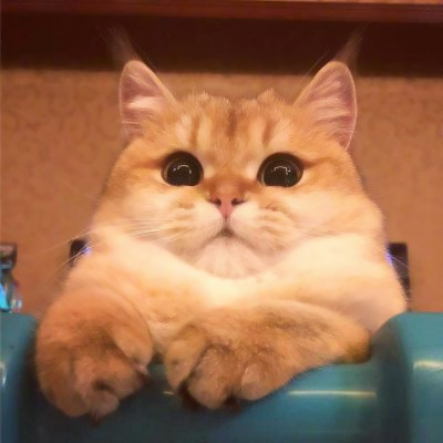 精选适合微信头像的猫咪图片 2023可爱治愈的高清猫咪头像图片