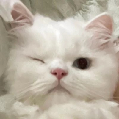 精选适合微信头像的猫咪图片 2023可爱治愈的高清猫咪头像图片