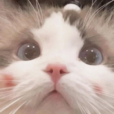 精选适合微信头像的猫咪图片 2023可爱治愈的高清猫咪头像图片