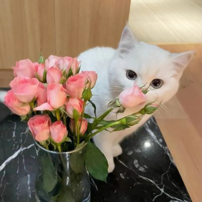 精选适合微信头像的猫咪图片 2023可爱治愈的高清猫咪头像图片