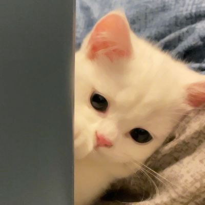 精选适合微信头像的猫咪图片 2023可爱治愈的高清猫咪头像图片