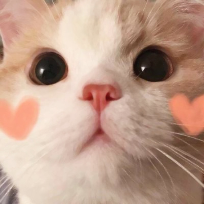 精选适合微信头像的猫咪图片 2023可爱治愈的高清猫咪头像图片
