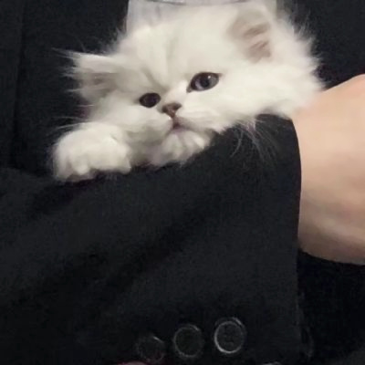 精选适合微信头像的猫咪图片 2023可爱治愈的高清猫咪头像图片