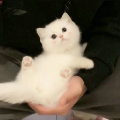 精选适合微信头像的猫咪图片 2023可爱治愈的高清猫咪头像图片