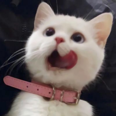 精选适合微信头像的猫咪图片 2023可爱治愈的高清猫咪头像图片