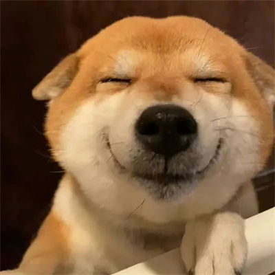 很适合用作微信头像的萌宠图片 超治愈很可爱的金毛秋田狗狗头像