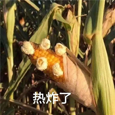 另类创意带字头像图片大全2023 孤寡青蛙搞笑文字表情包头像图片