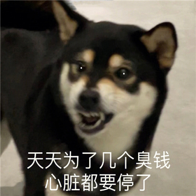 另类创意带字头像图片大全2023 孤寡青蛙搞笑文字表情包头像图片