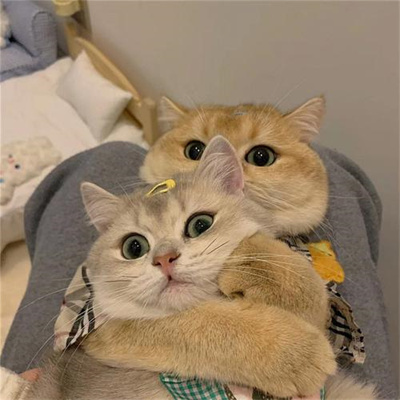猫咪专属抖音热门头像图片大全 既可爱又治愈的猫咪微信头像图片