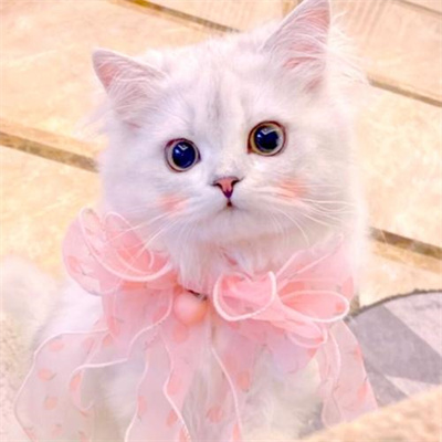 猫咪专属抖音热门头像图片大全 既可爱又治愈的猫咪微信头像图片