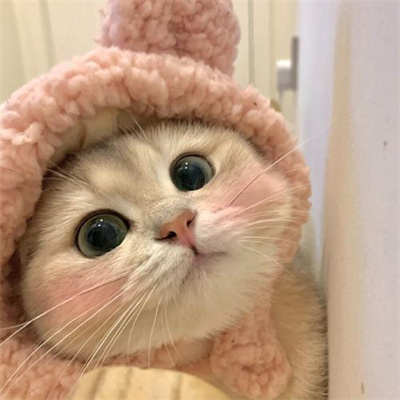 猫咪专属抖音热门头像图片大全 既可爱又治愈的猫咪微信头像图片