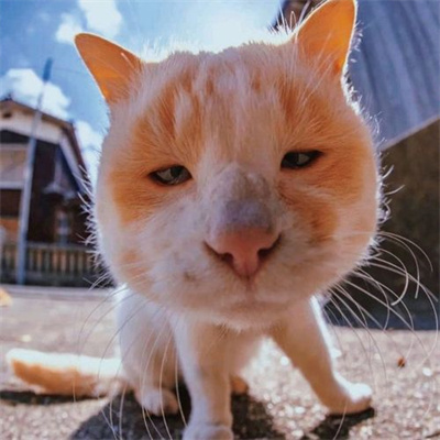 猫咪专属抖音热门头像图片大全 既可爱又治愈的猫咪微信头像图片