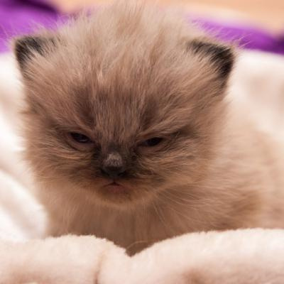 猫咪专属抖音热门头像图片大全 既可爱又治愈的猫咪微信头像图片