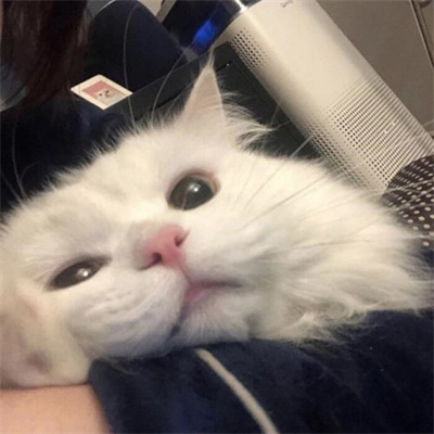 猫咪专属抖音热门头像图片大全 既可爱又治愈的猫咪微信头像图片