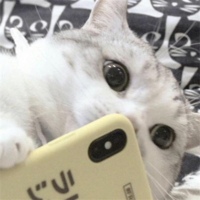 猫咪专属抖音热门头像图片大全 既可爱又治愈的猫咪微信头像图片