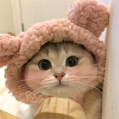 猫咪专属抖音热门头像图片大全 既可爱又治愈的猫咪微信头像图片