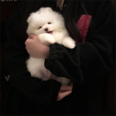 超萌超吸睛的适合做头像的萌宠图片 可爱摆烂垃圾袋萌宠情侣头像