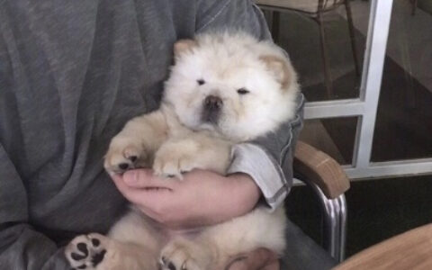 最新猫咪小狗高清头像合集 看一眼就融化的超可爱萌宠微信头像