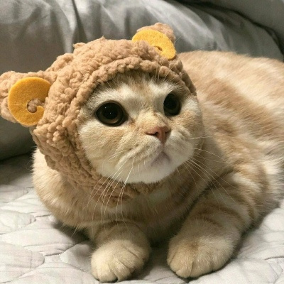 最新猫咪小狗高清头像合集 看一眼就融化的超可爱萌宠微信头像