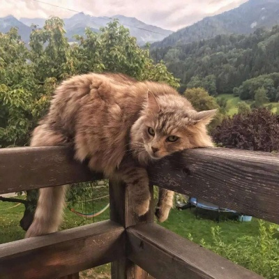 最新猫咪小狗高清头像合集 看一眼就融化的超可爱萌宠微信头像
